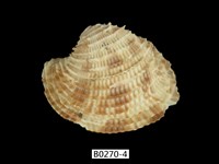 藏品(花籃簾蛤)的圖片